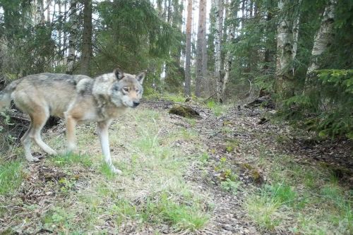 Punkalaitumen 11 suden reviiri on maan pienimpiä Punkalaitumen 11 suden reviiri on maan pienimpiä