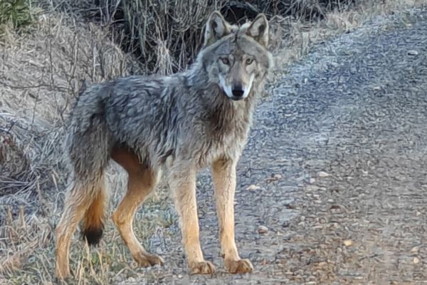Susi liikkui illalla Kostilassa ja Mäenpäässä Susi liikkui illalla Kostilassa ja Mäenpäässä