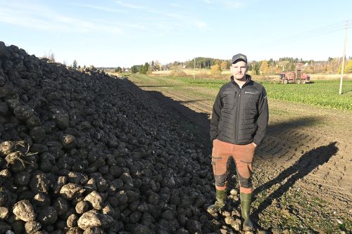 Sokerijuurikas on työläs mutta hyväsatoinen maanparantaja Sokerijuurikas on työläs mutta hyväsatoinen maanparantaja